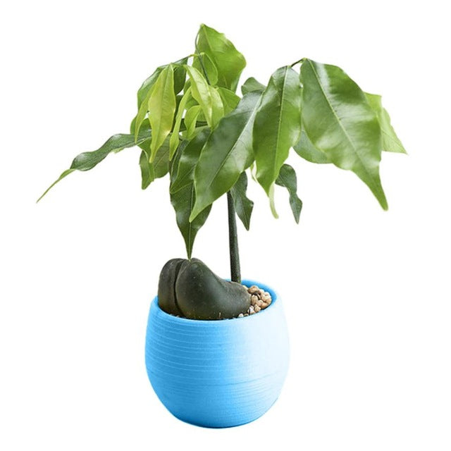 Mini Colourful Round Plastic Plant Flower Pots Home Office Decor Planter  Decorative Crafts in the bedroom, living room