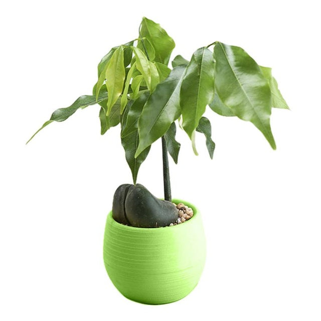 Mini Colourful Round Plastic Plant Flower Pots Home Office Decor Planter  Decorative Crafts in the bedroom, living room