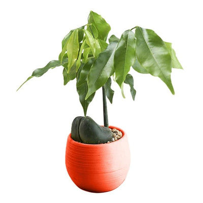 Mini Colourful Round Plastic Plant Flower Pots Home Office Decor Planter  Decorative Crafts in the bedroom, living room