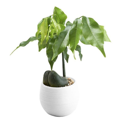 Mini Colourful Round Plastic Plant Flower Pots Home Office Decor Planter  Decorative Crafts in the bedroom, living room