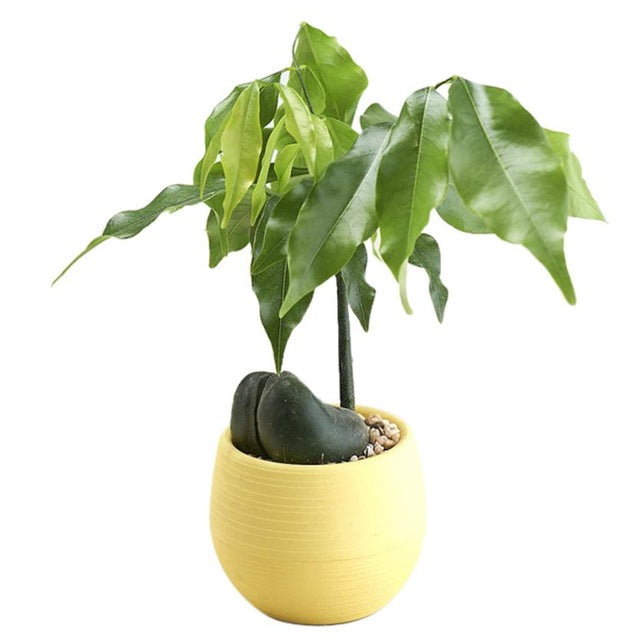 Mini Colourful Round Plastic Plant Flower Pots Home Office Decor Planter  Decorative Crafts in the bedroom, living room