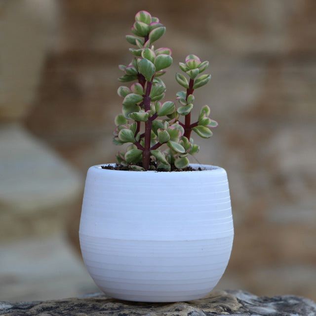 Mini Round Plastic Meat Plant Flower Pot Garden Home Office Decor Micro Landscape Planter High Quality P20