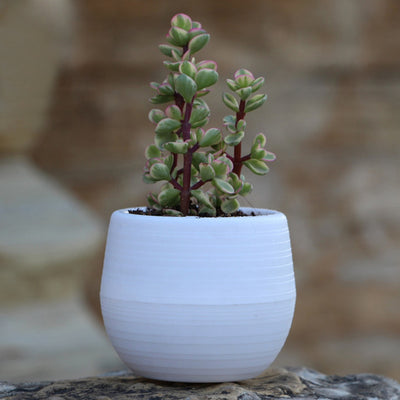 Mini Round Plastic Meat Plant Flower Pot Garden Home Office Decor Micro Landscape Planter High Quality P20